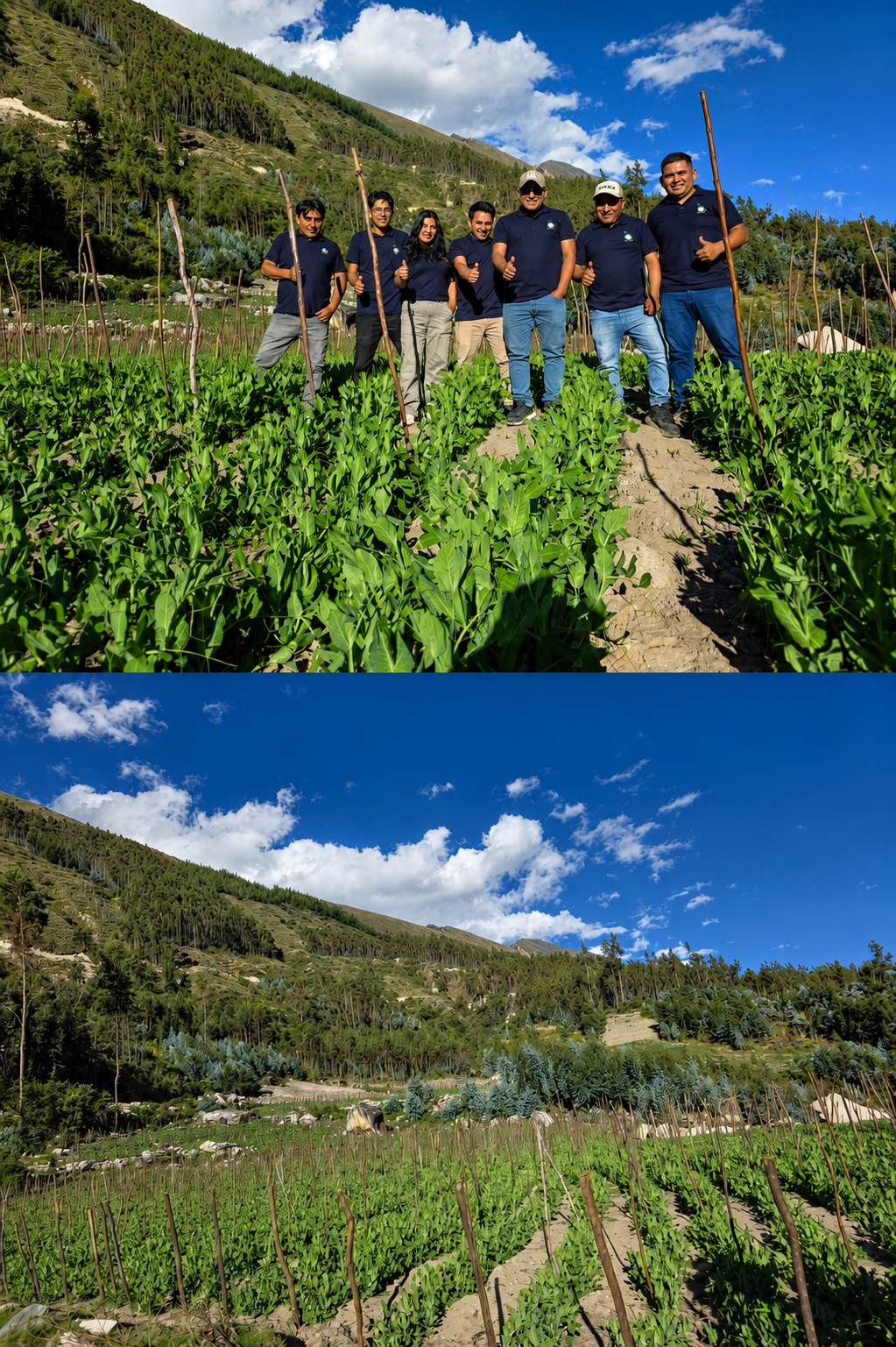Cultivos de Holantao en Perú